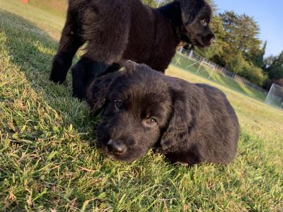 Springer Spaniel x German Shepherd puppies in Wexford