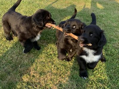 Springer Spaniel x German Shepherd puppies in Wexford