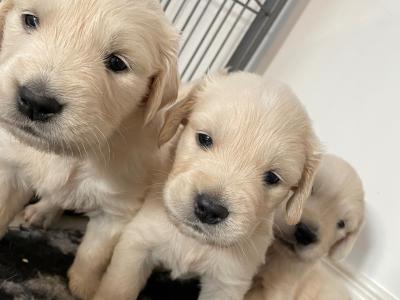 Purebred Golden Retriever puppies in Carlow