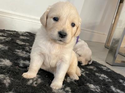 Purebred Golden Retriever puppies in Carlow