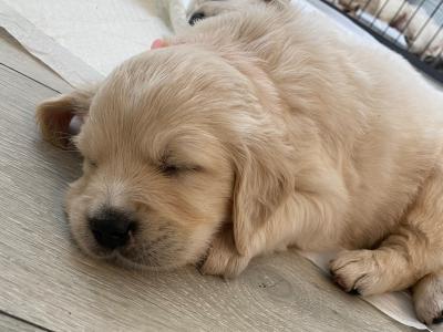 Purebred Golden Retriever puppies in Carlow