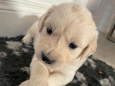 Purebred Golden Retriever puppies in Carlow