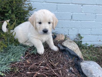 Purebred Golden Retriever puppies in Carlow
