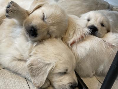 Purebred Golden Retriever puppies in Carlow