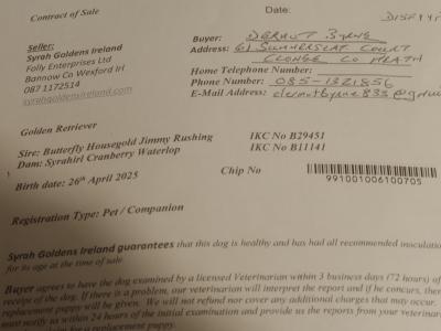 Male Golden Retriever puppy in Meath