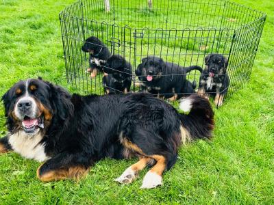 Bernese Mountain Dog x German Shepherd (Shepernese) puppies in Galway
