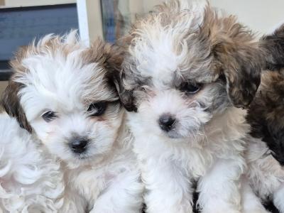 Beautiful litter of Shihcon (teddy bear) puppies in Longford