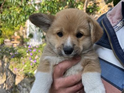 Welsh Corgi puppies for sale in Cork