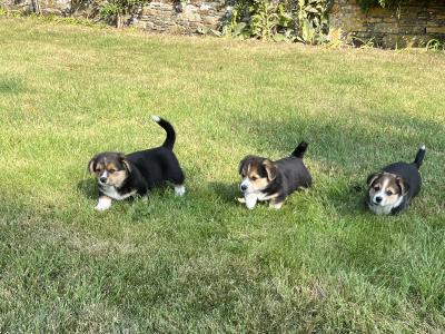 Welsh Corgi puppies for sale in Cork