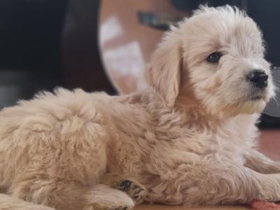 Goldendoodle puppies in Leitrim