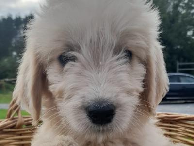 Goldendoodle puppies in Leitrim
