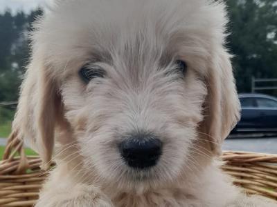 Goldendoodle puppies in Leitrim