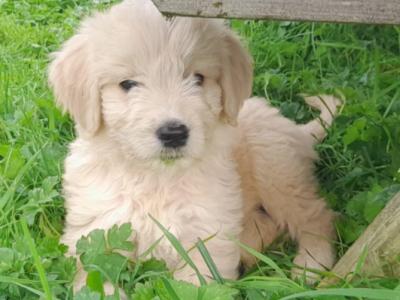 Goldendoodle puppies in Leitrim