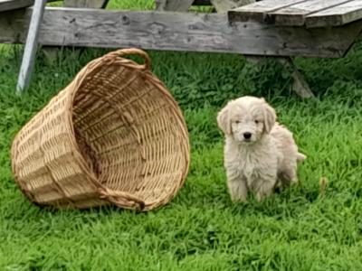 Goldendoodle puppies in Leitrim