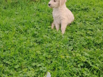 Goldendoodle puppies in Leitrim
