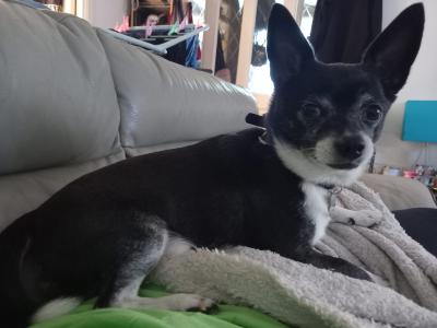 Adorable and Affectionate Chihuahua puppies in Dublin
