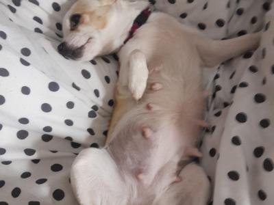 Adorable and Affectionate Chihuahua puppies in Dublin