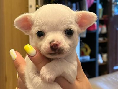 Adorable and Affectionate Chihuahua puppies in Dublin