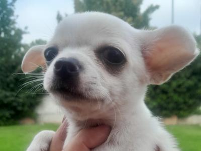 Adorable and Affectionate Chihuahua puppies in Dublin