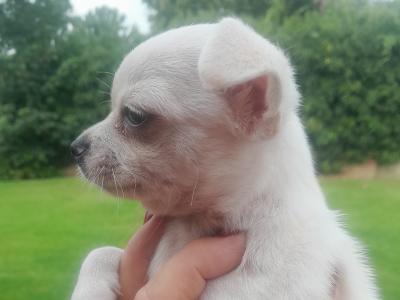 Adorable and Affectionate Chihuahua puppies in Dublin