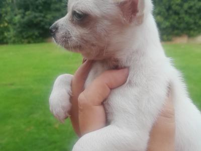 Adorable and Affectionate Chihuahua puppies in Dublin