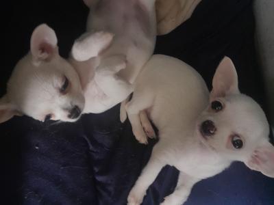 Adorable and Affectionate Chihuahua puppies in Dublin