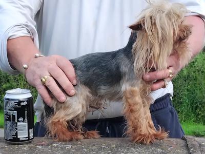 Tiny miniature Yorkshire Terrier for Stud