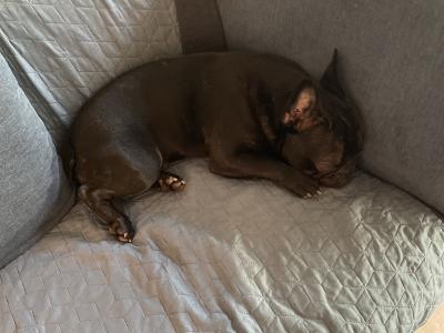 Trained Male French Bulldog puppy 11 months old for sale in Dublin