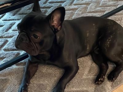 Trained Male French Bulldog puppy 11 months old for sale in Dublin