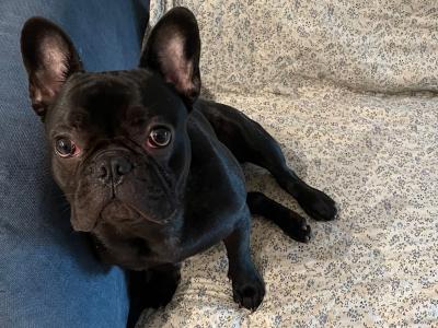 Trained Male French Bulldog puppy 11 months old for sale in Dublin
