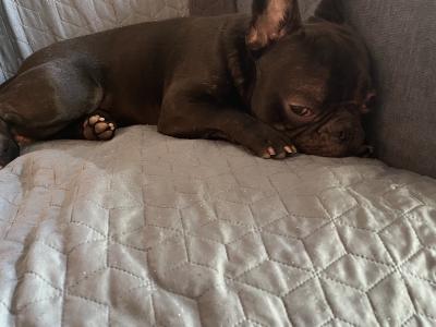 Trained Male French Bulldog puppy 11 months old for sale in Dublin