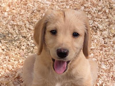 Labradoodle puppies in Cork