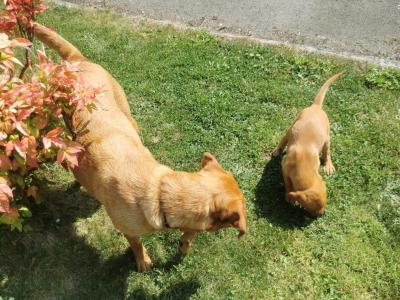 IKC Registered Fox Red Labrador puppies in Cork