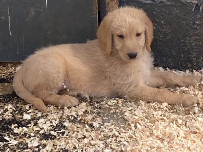 Labradoodle puppies in Cork