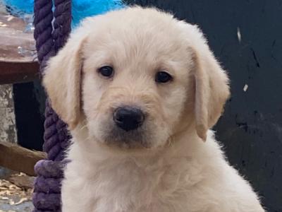 Labradoodle puppies in Cork
