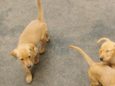 IKC Registered Fox Red Labrador puppies in Cork