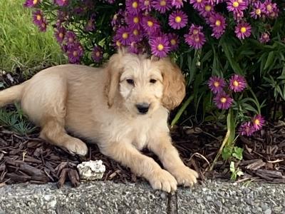Labradoodle puppies in Cork