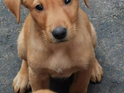 IKC Registered Fox Red Labrador puppies in Cork