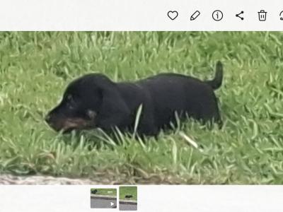 Gorgeous Dacshund puppies for sale in Kildare