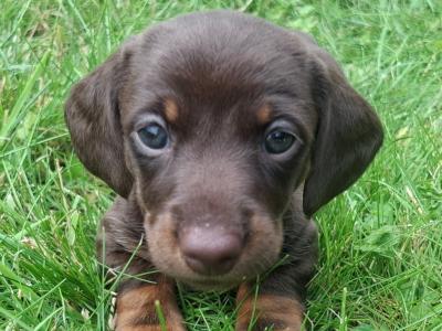 Gorgeous Dacshund puppies for sale in Kildare