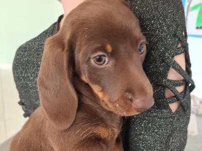 Gorgeous Dacshund puppies for sale in Kildare