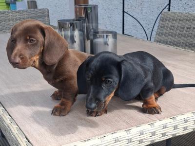 Gorgeous Dacshund puppies for sale in Kildare