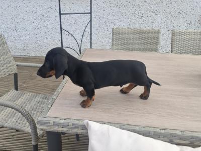 Gorgeous Dacshund puppies for sale in Kildare