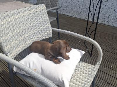 Gorgeous Dacshund puppies for sale in Kildare