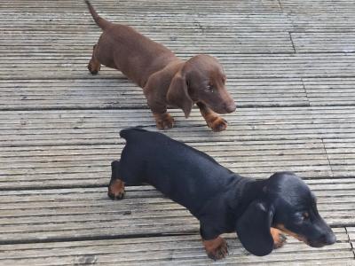 Gorgeous Dacshund puppies for sale in Kildare