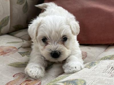 Miniature Maltese puppies in Carlow