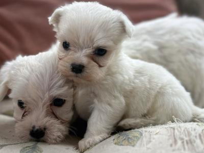 Miniature Maltese puppies in Carlow