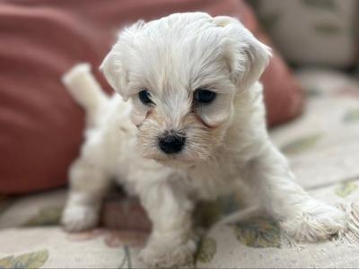 Miniature Maltese puppies in Carlow