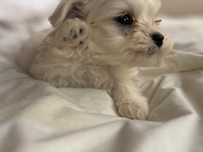 Miniature Maltese puppies in Carlow