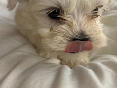 Miniature Maltese puppies in Carlow
